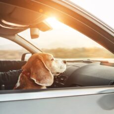 Beifahrer: Die stillen Helden der Nation