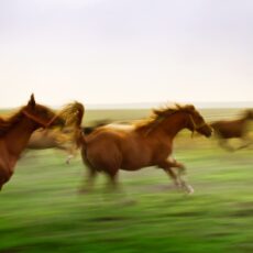 kW in PS umrechnen: So einfach geht’s